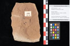 Foto (Objekt + Etikett) von Sparganium acheronticum Unger (NHMW-GEO-2024-0188-0436)